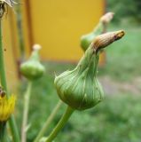 genus Sonchus. Зреющие соплодия. Краснодарский край, Кущёвский р-н, станица Шкуринская. 04.10.2009.