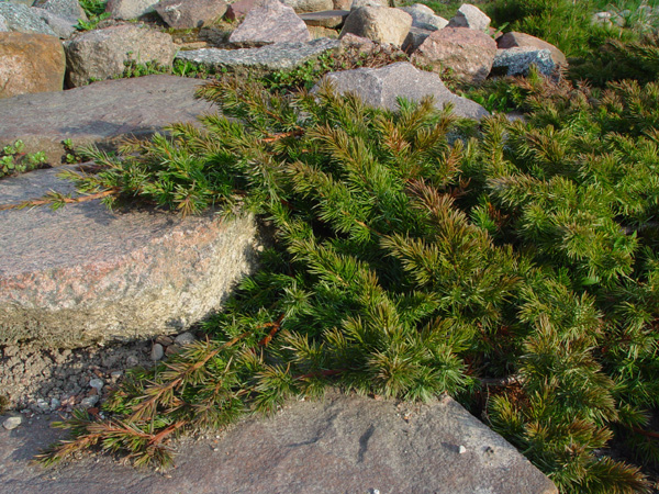 Изображение особи Juniperus conferta.