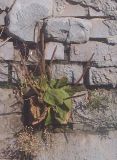 Plantago major