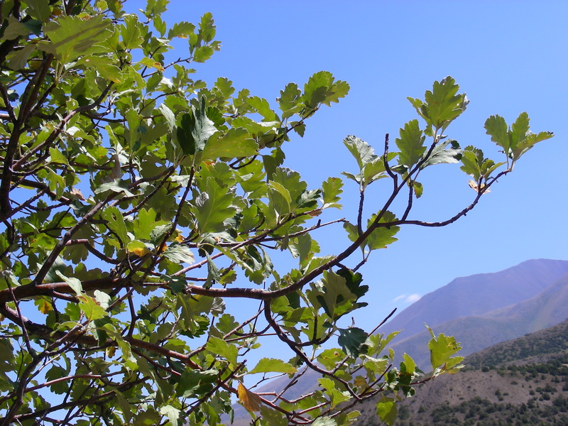 Image of Sorbus persica specimen.