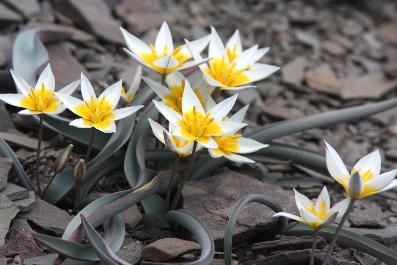 Изображение особи Tulipa orthopoda.