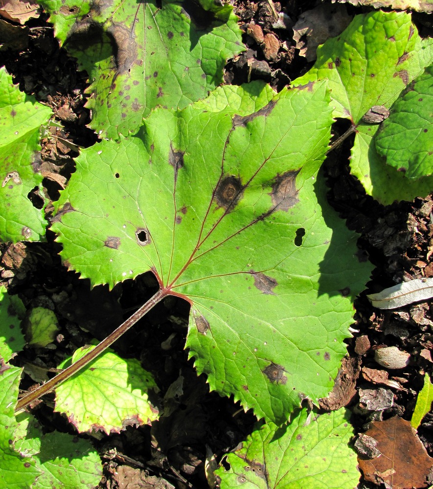 Image of Tussilago farfara specimen.