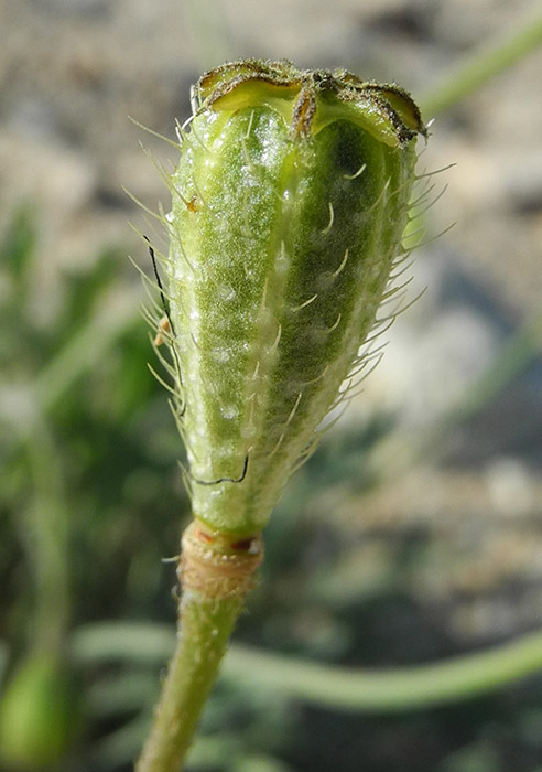 Image of Papaver ammophilum specimen.