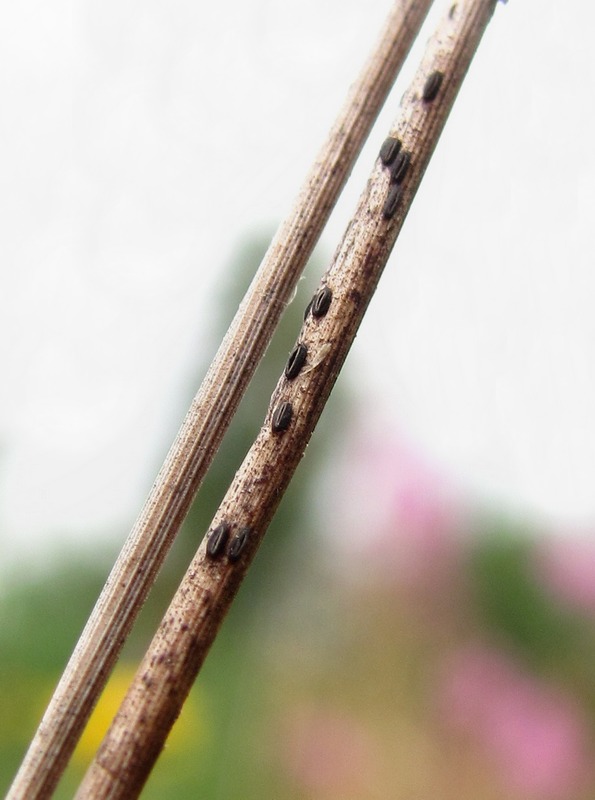 Image of Phleum pratense specimen.