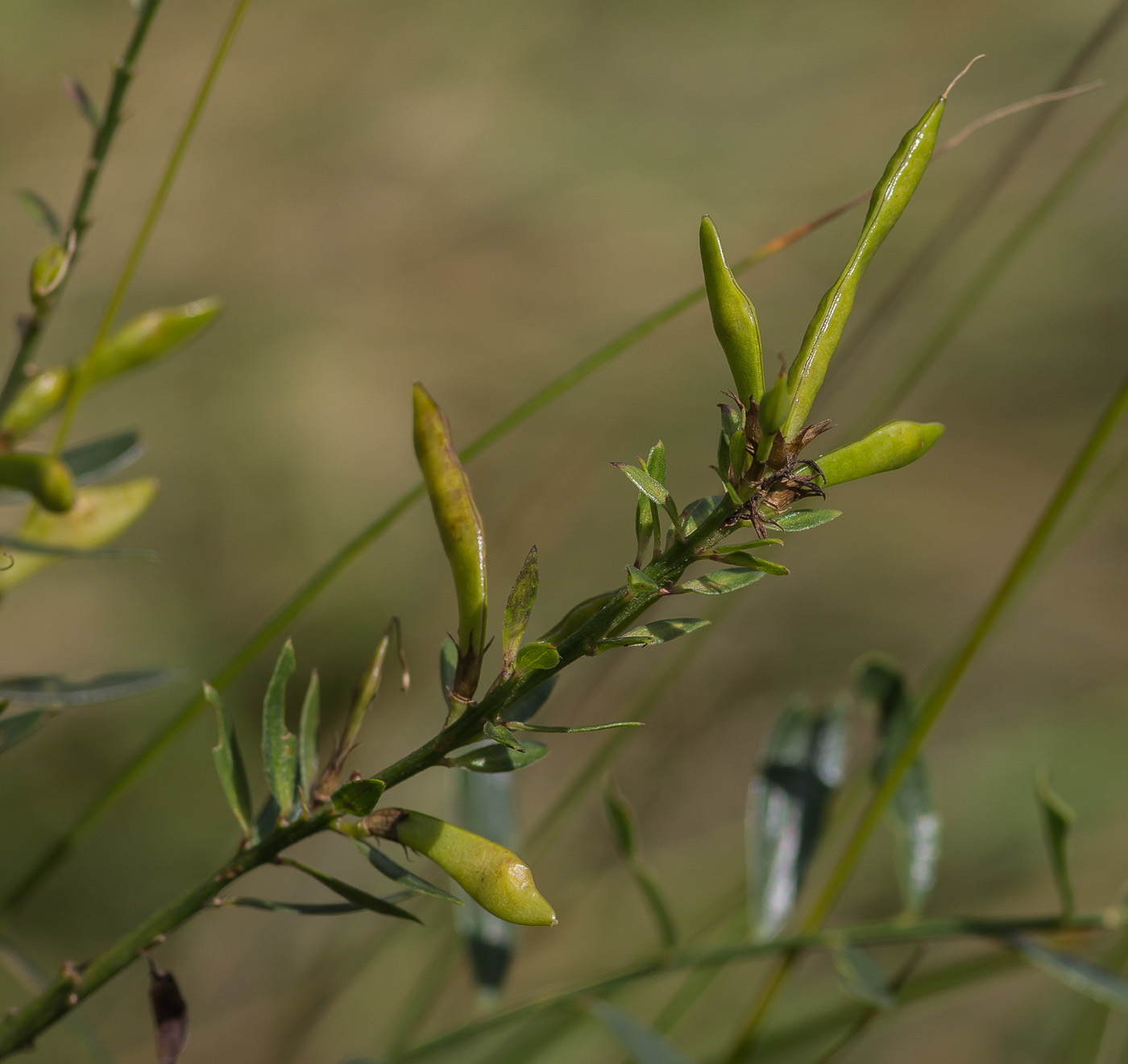 Изображение особи Genista tinctoria.