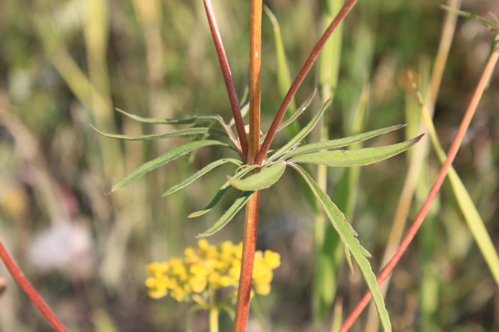 Изображение особи Patrinia rupestris.