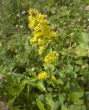 Solidago virgaurea подвид caucasica