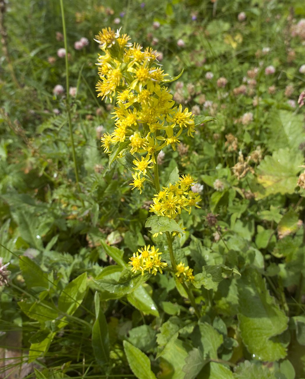 Изображение особи Solidago virgaurea ssp. caucasica.