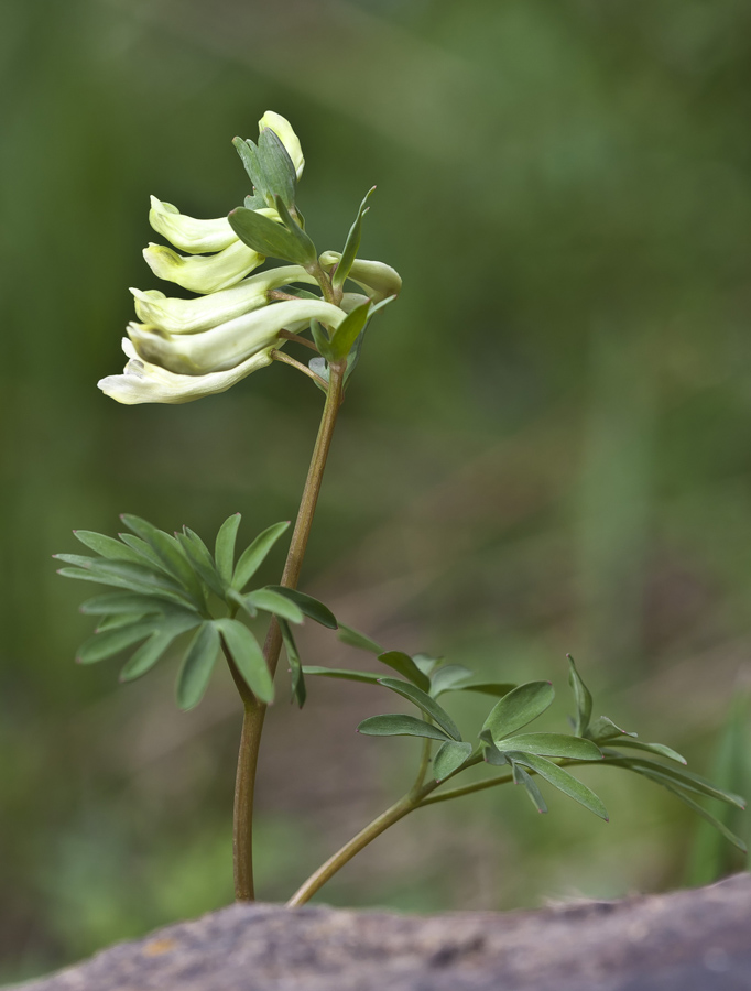 Image of Corydalis angustifolia specimen.