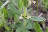 Ajuga laxmannii