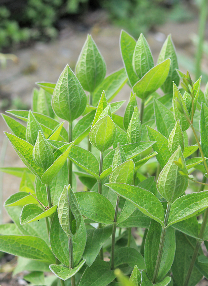 Изображение особи Clematis integrifolia.