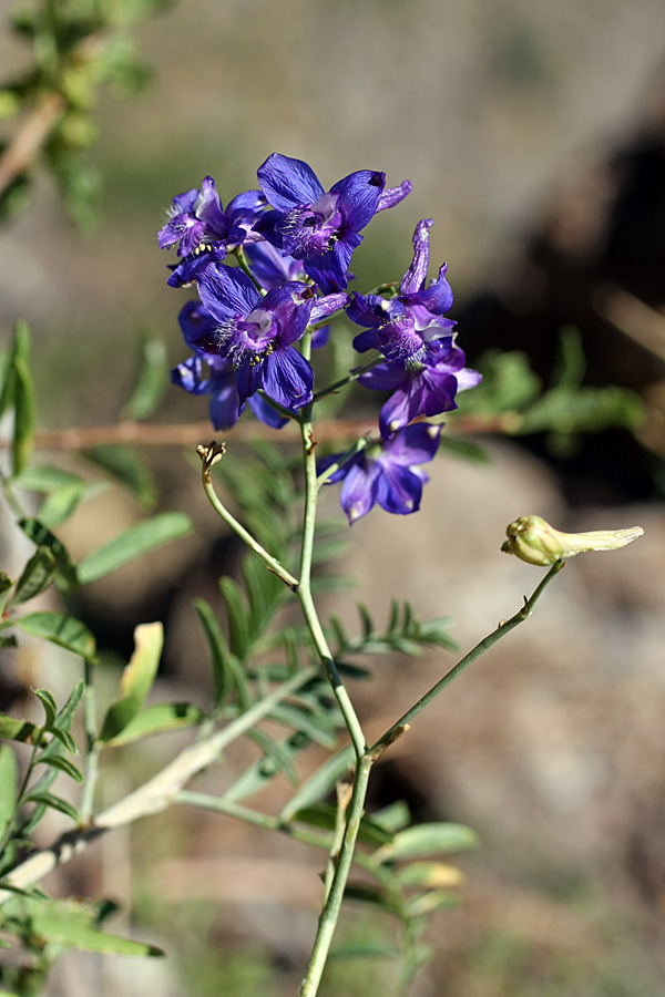 Image of Delphinium longipedunculatum specimen.