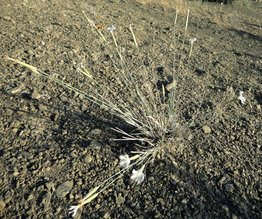 Изображение особи Dianthus turcomanicus.