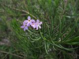 Campylanthus salsoloides