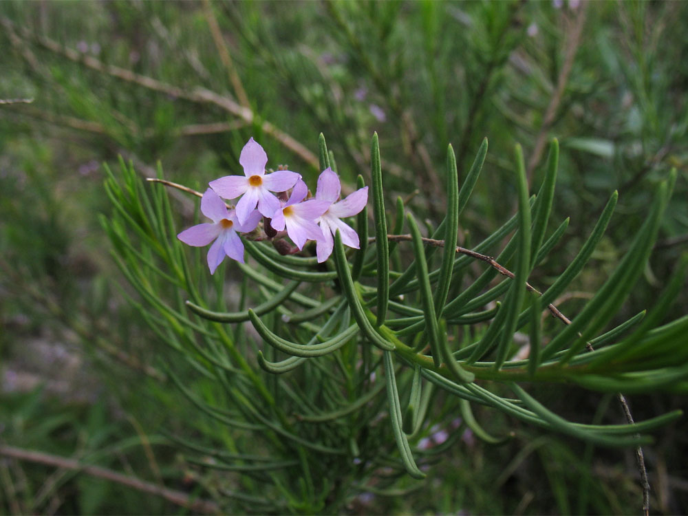 Image of Campylanthus salsoloides specimen.