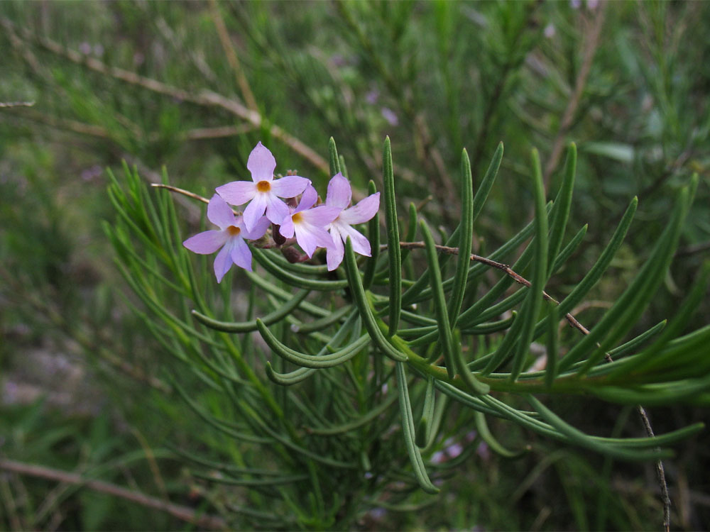 Изображение особи Campylanthus salsoloides.