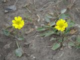 Halerpestes salsuginosa