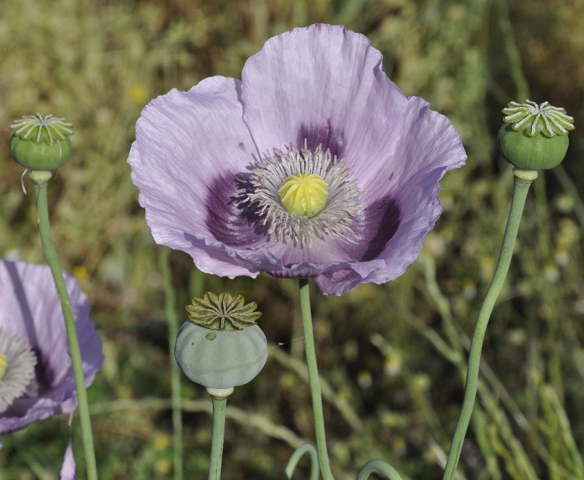 Изображение особи Papaver somniferum.