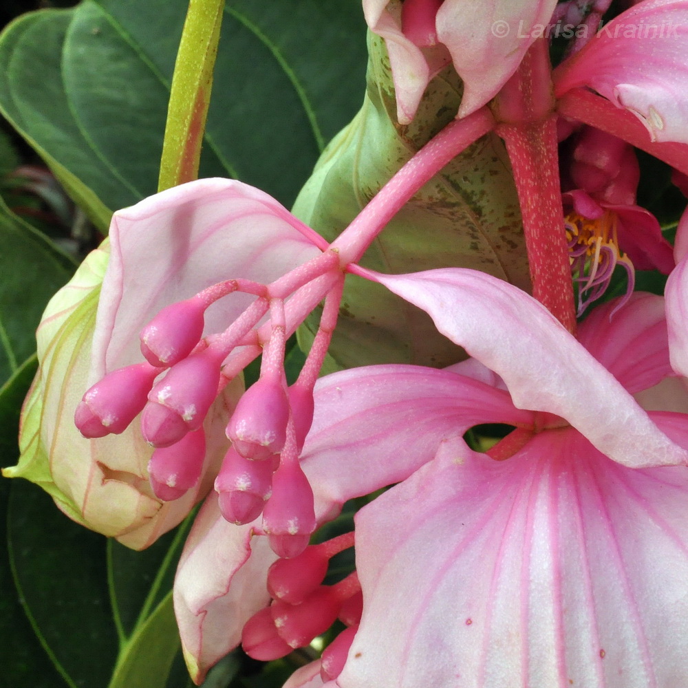 Image of Medinilla magnifica specimen.