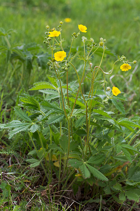 Изображение особи Potentilla chrysantha.