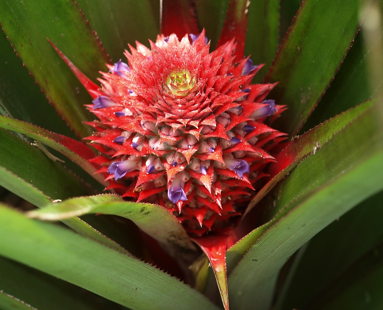 Image of Ananas comosus specimen.