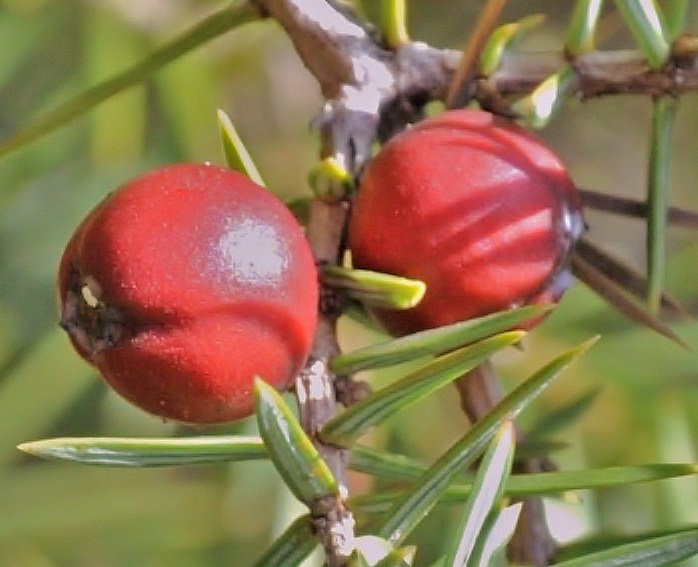 Image of Juniperus deltoides specimen.