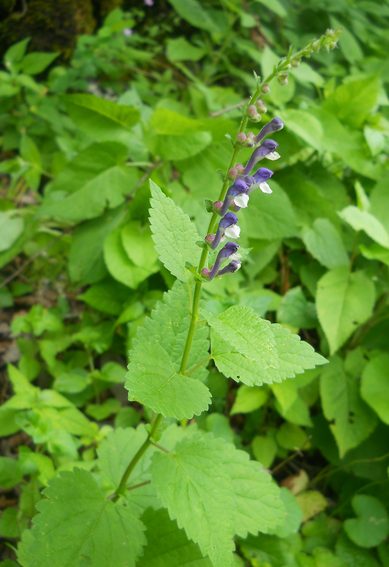 Image of Scutellaria altissima specimen.