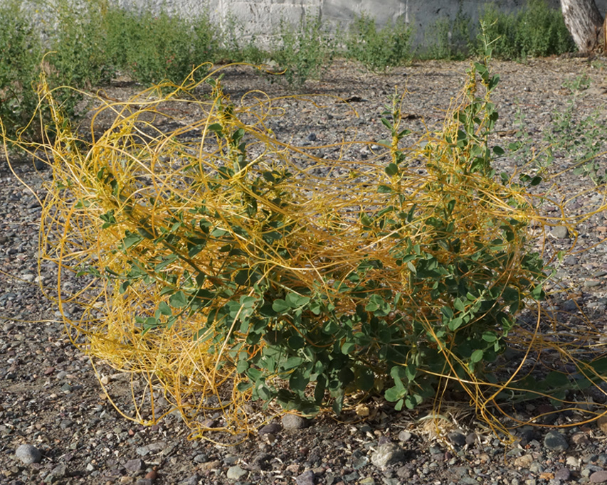 Изображение особи Cuscuta campestris.