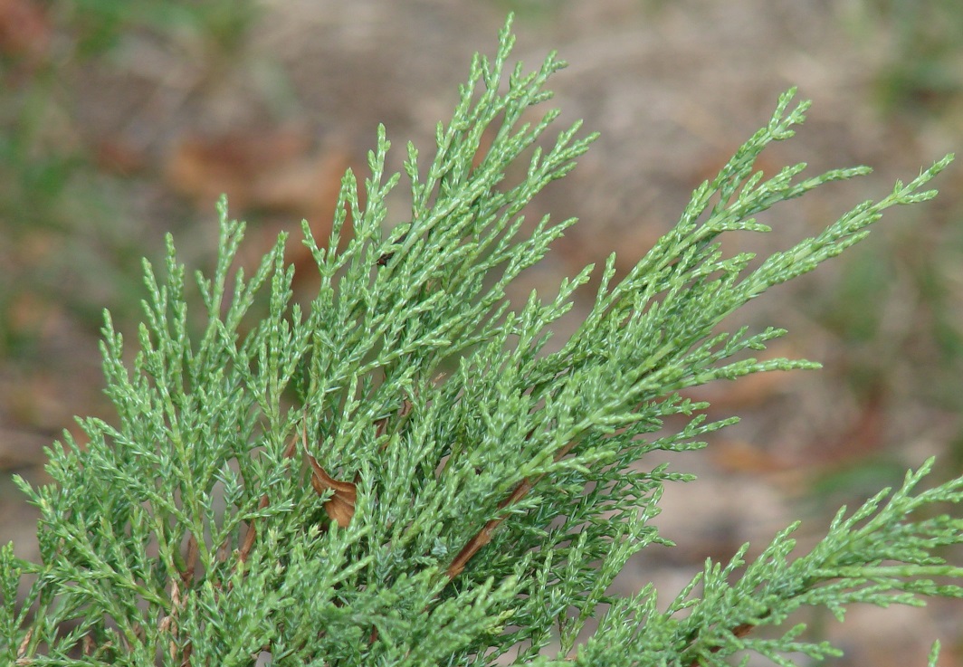 Image of Juniperus sabina specimen.