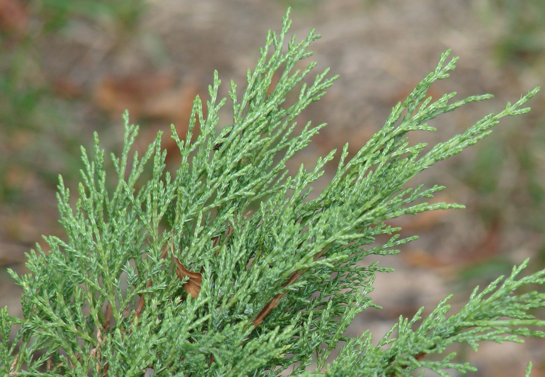 Изображение особи Juniperus sabina.