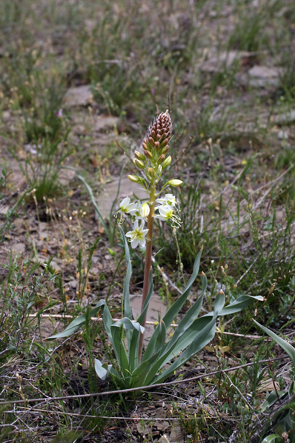 Image of Eremurus lactiflorus specimen.