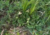 Viola rupestris. Плодоносящее растение. Карачаево-Черкесия, окр. пос. Теберда, сухой склон. 05.06.2015.