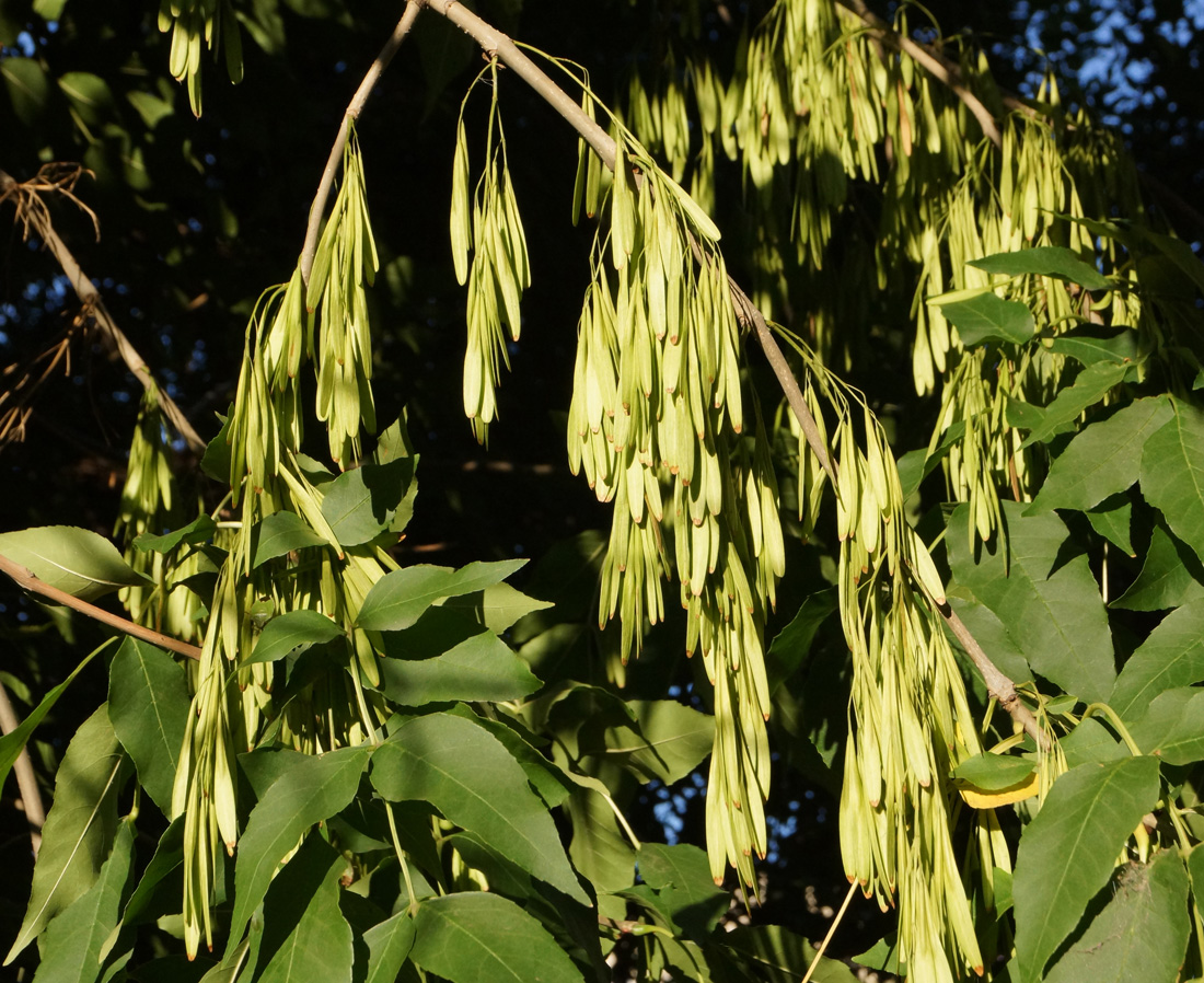 Изображение особи Fraxinus pennsylvanica.