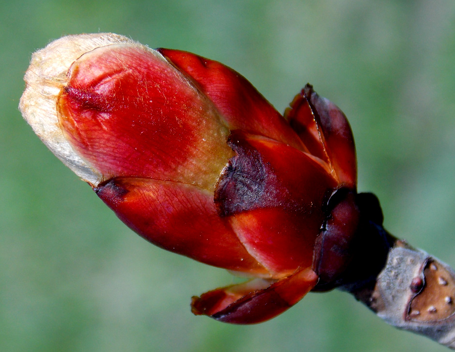 Image of Aesculus hippocastanum specimen.