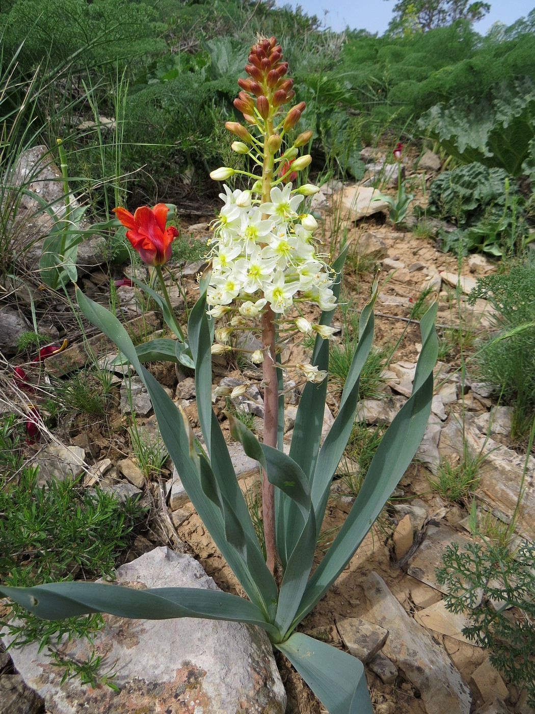 Image of Eremurus lactiflorus specimen.