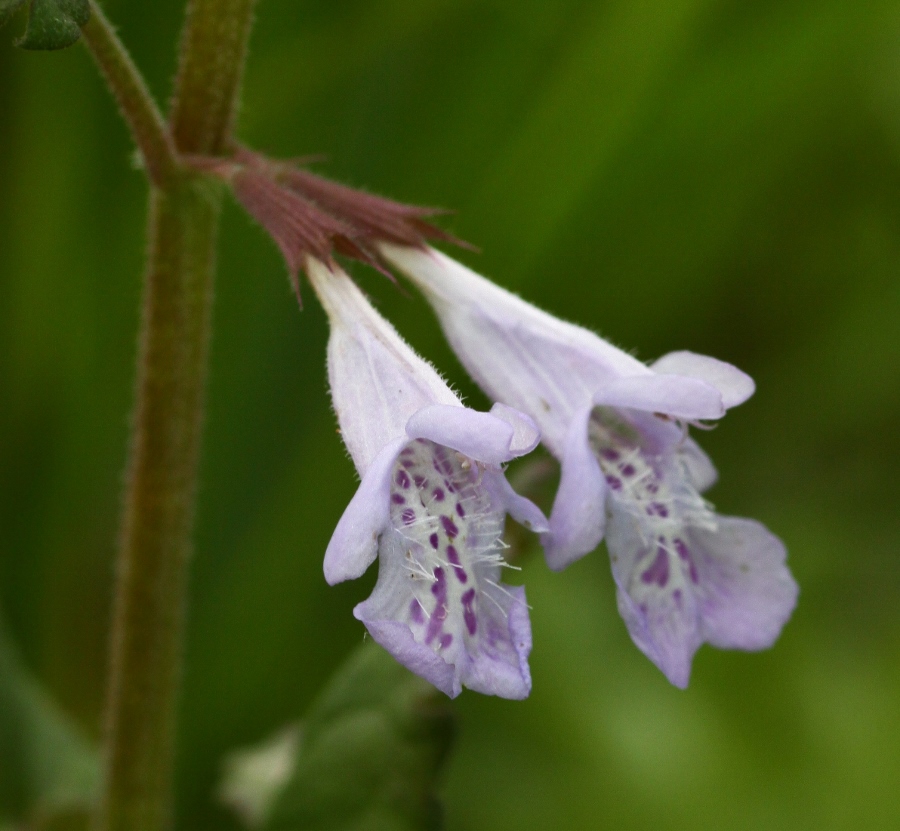 Image of Glechoma longituba specimen.