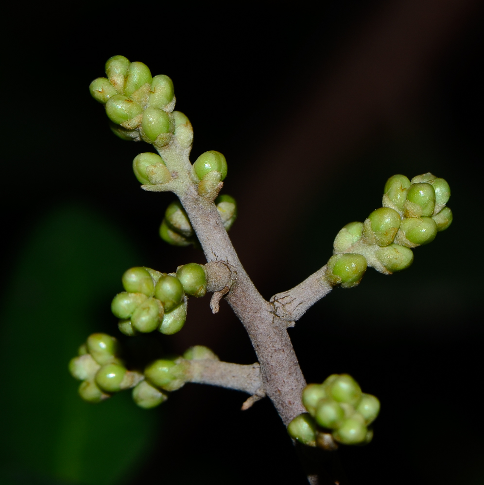 Изображение особи Rhus integrifolia.