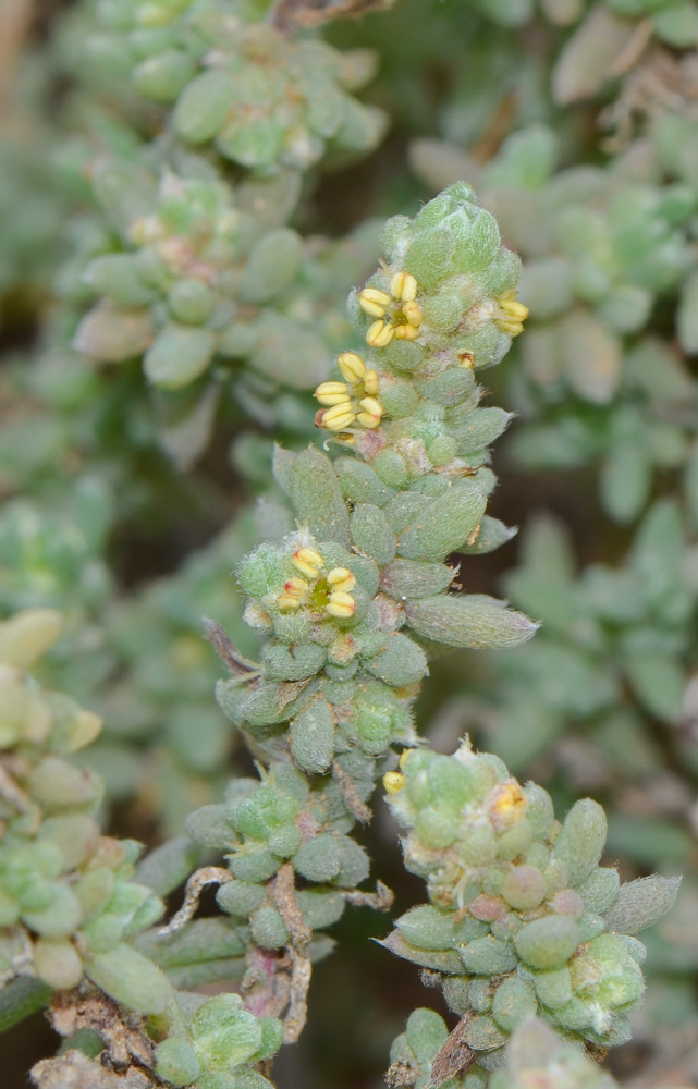 Image of Bassia tomentosa specimen.