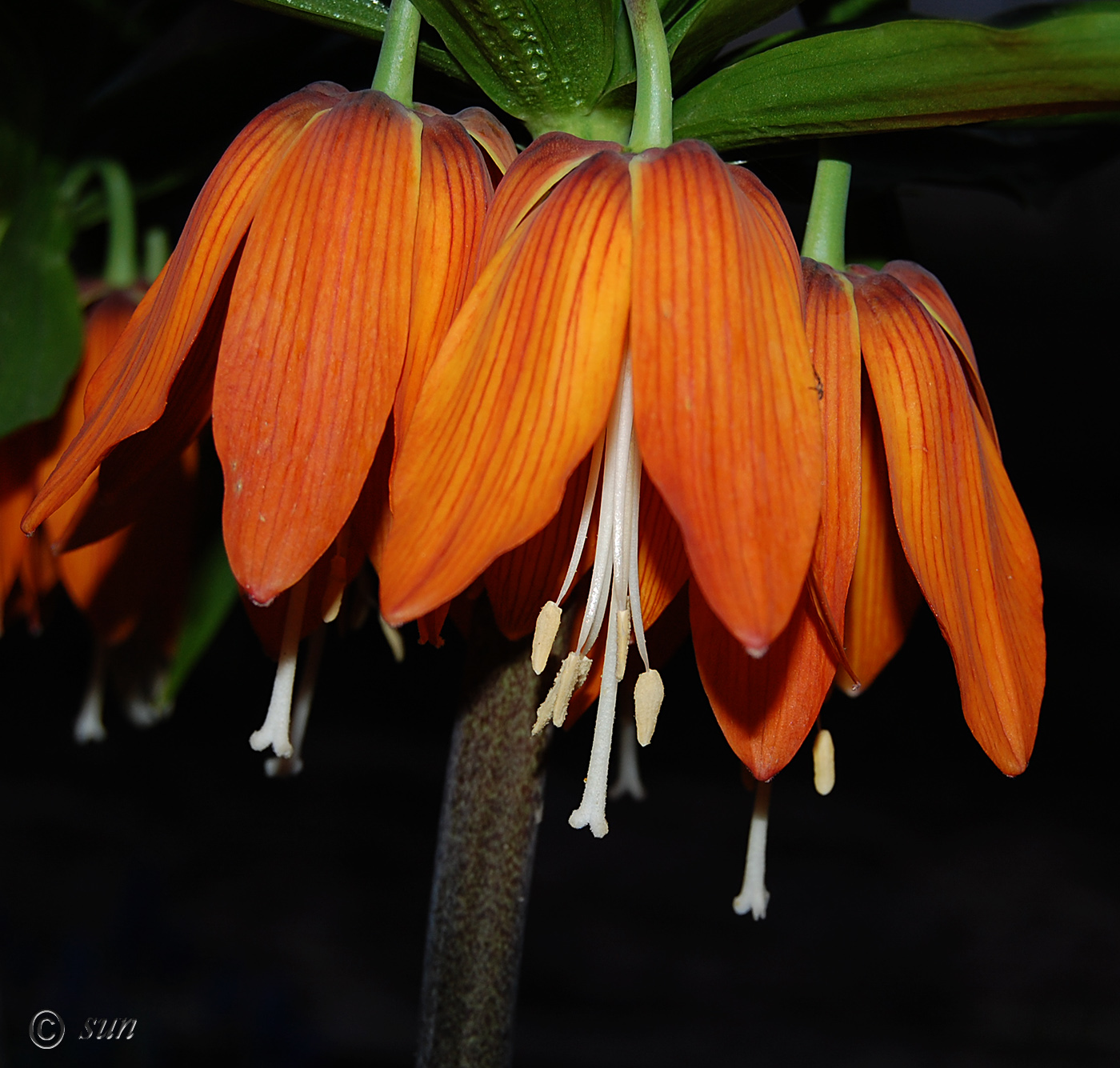 Image of Fritillaria imperialis specimen.