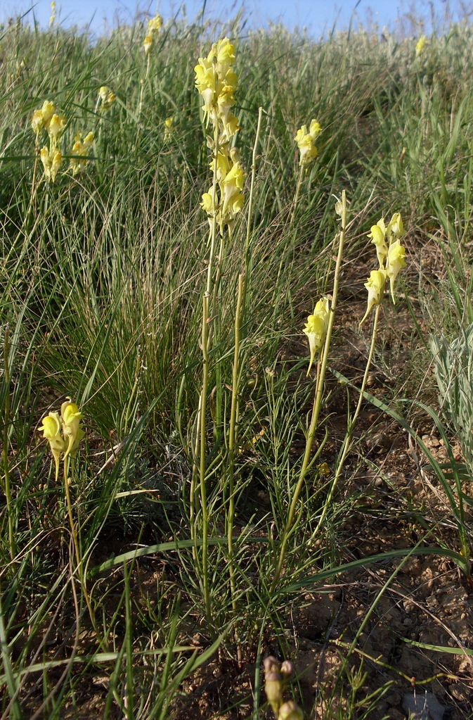 Image of Linaria macroura specimen.