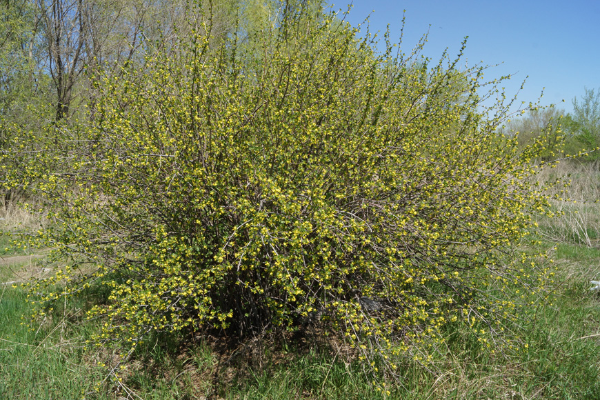 Image of Ribes aureum specimen.
