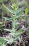 Hieracium virosum