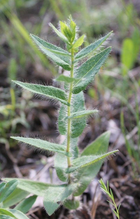 Изображение особи Hieracium virosum.