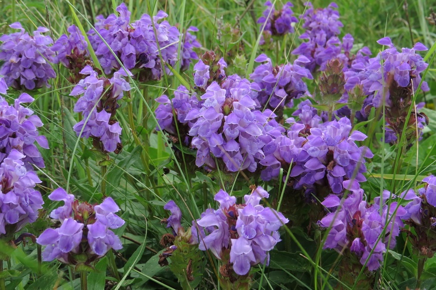 Image of Prunella grandiflora specimen.