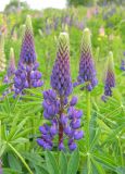 Lupinus polyphyllus. Верхушки цветущих растений. Украина, Житомирская обл., Новоград-Волынский р-н, луг. 20.05.2016.