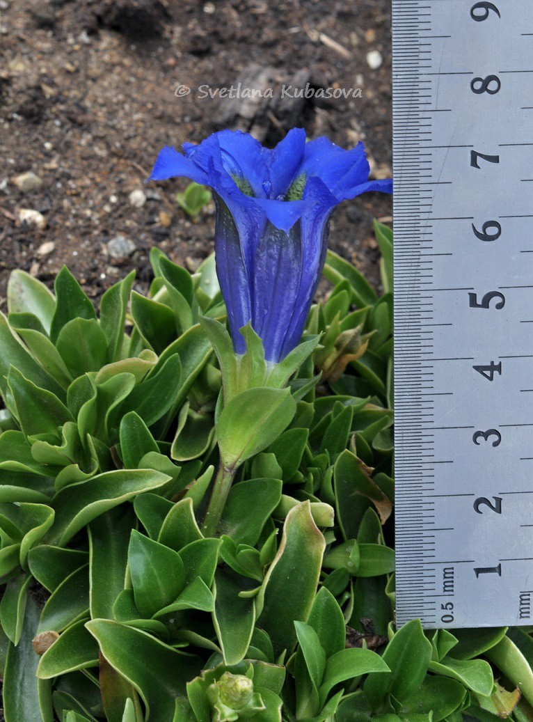 Image of Gentiana dinarica specimen.