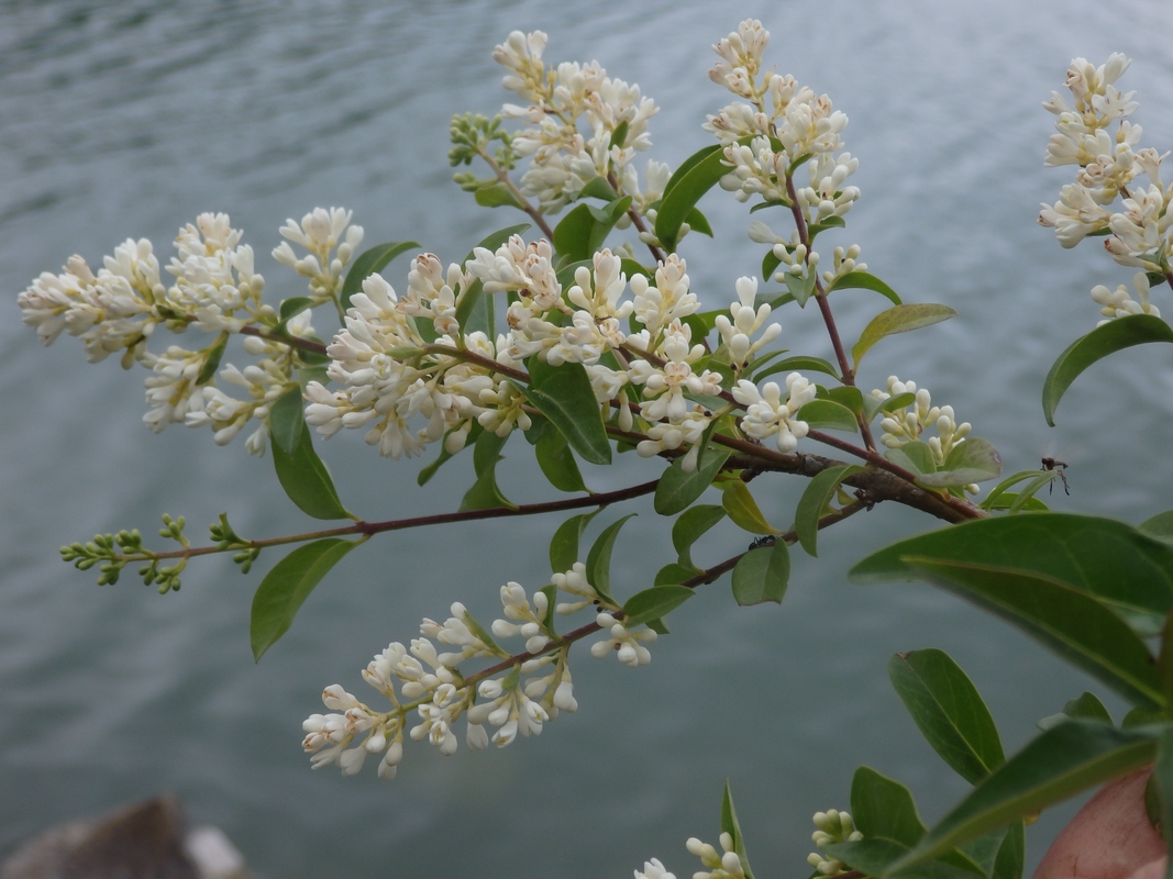 Изображение особи Ligustrum vulgare.