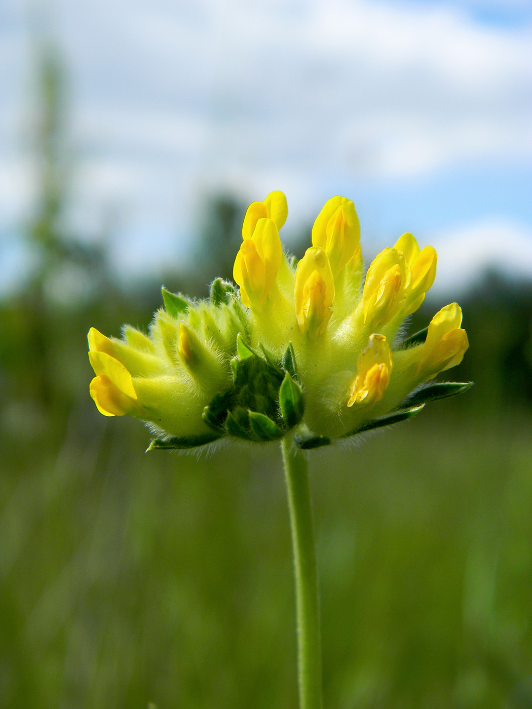 Изображение особи Anthyllis vulneraria var. schiwereckii.