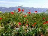 Papaver rhoeas