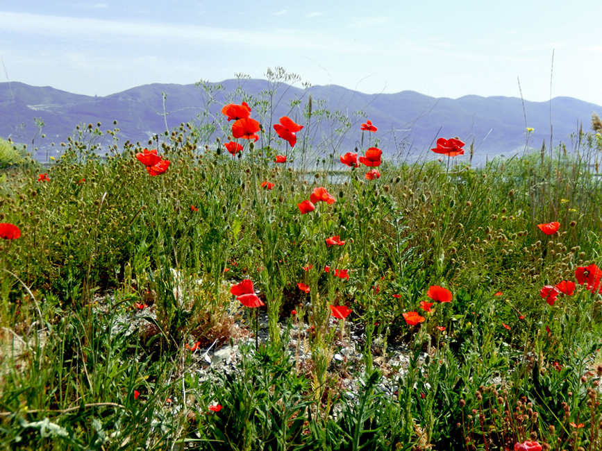 Изображение особи Papaver rhoeas.